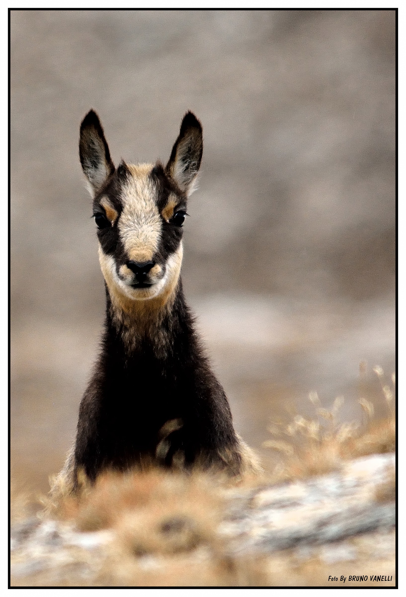 curious little suede ...