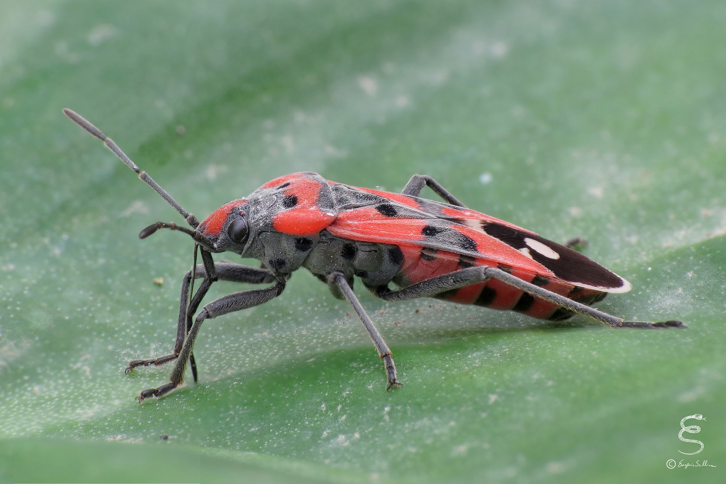 Lygaeus equestris