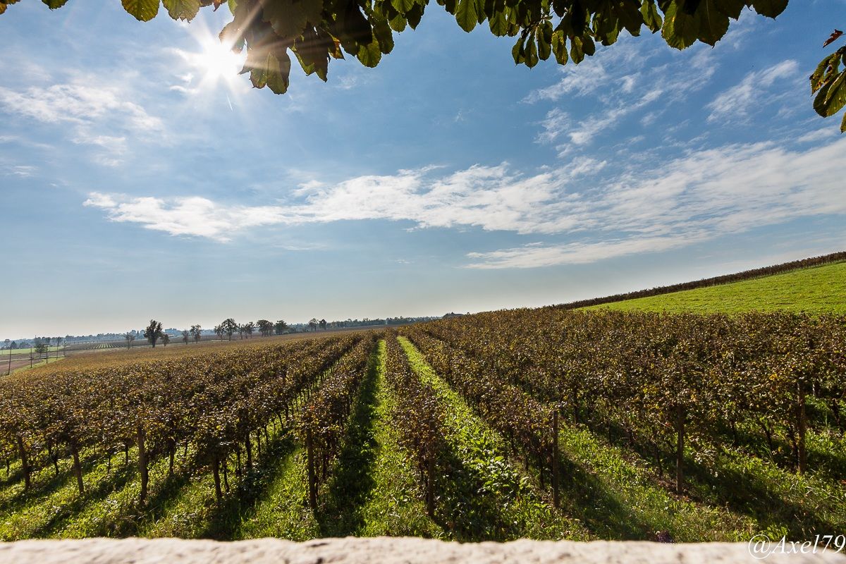 Filari sotto il sole autunnale