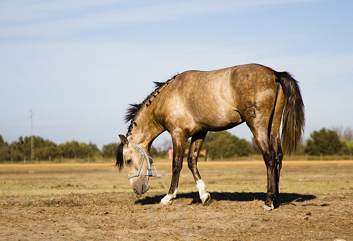 Cavallo Andalusiano