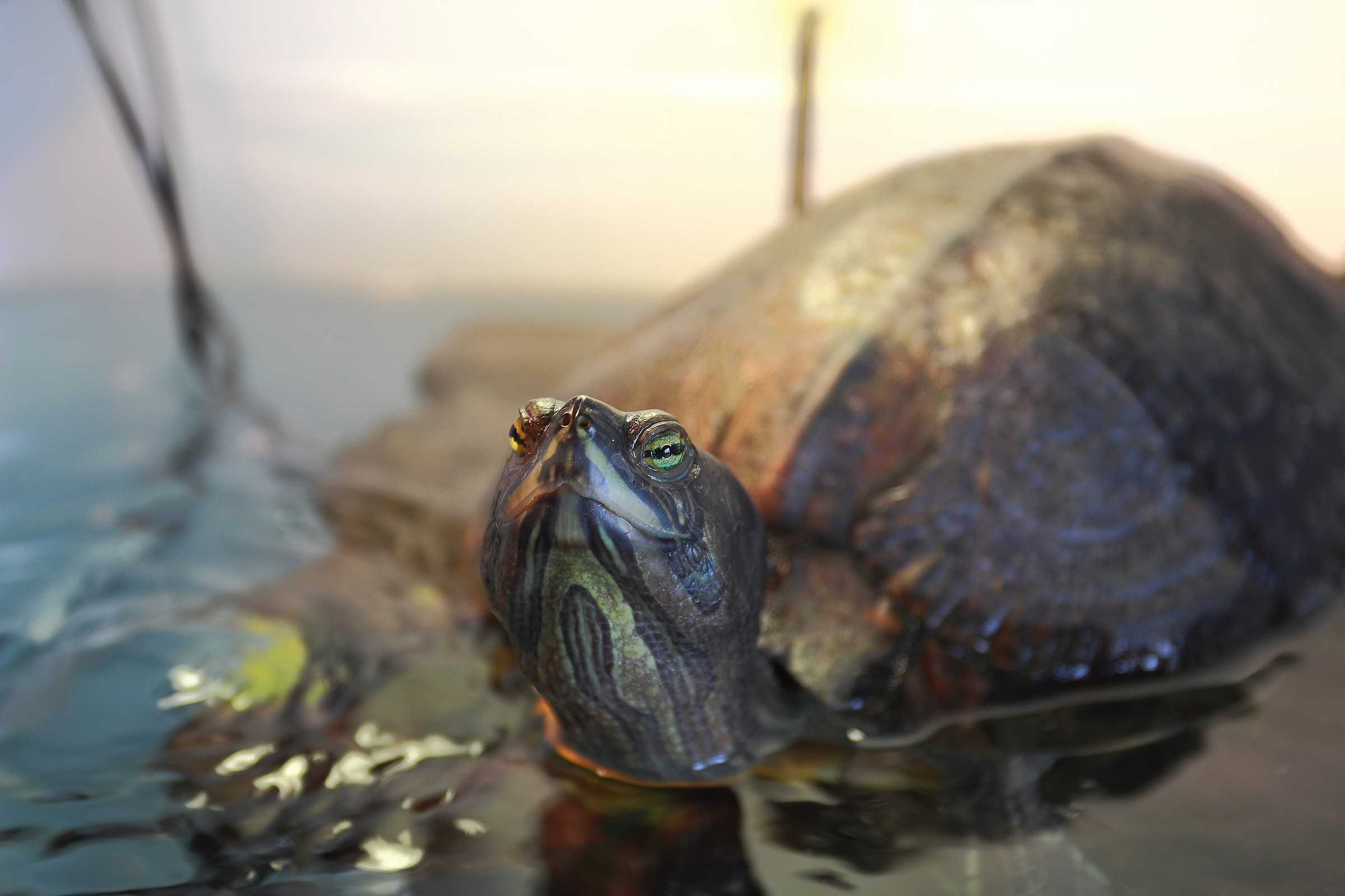 Trachemys scripta scripta