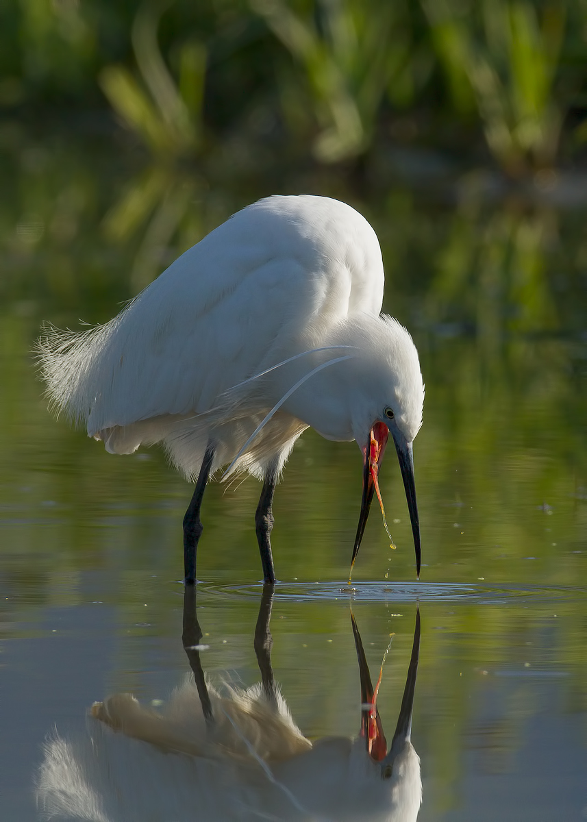 tongue out in the mirror!