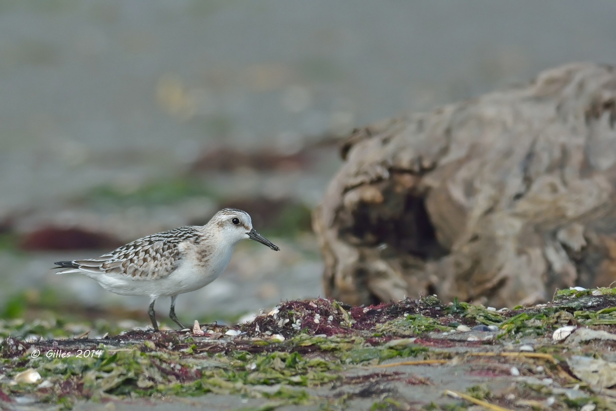Calidris alba