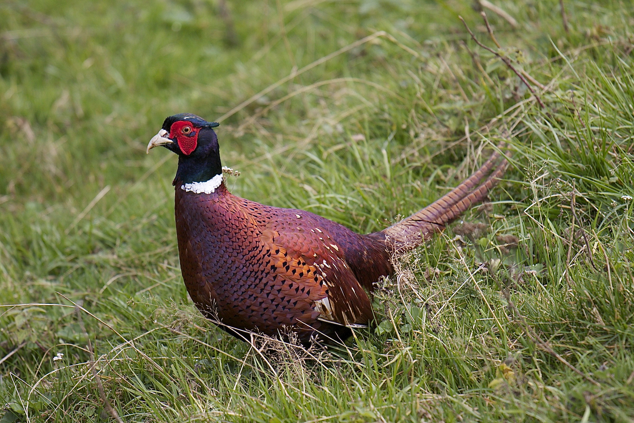 Pheasant