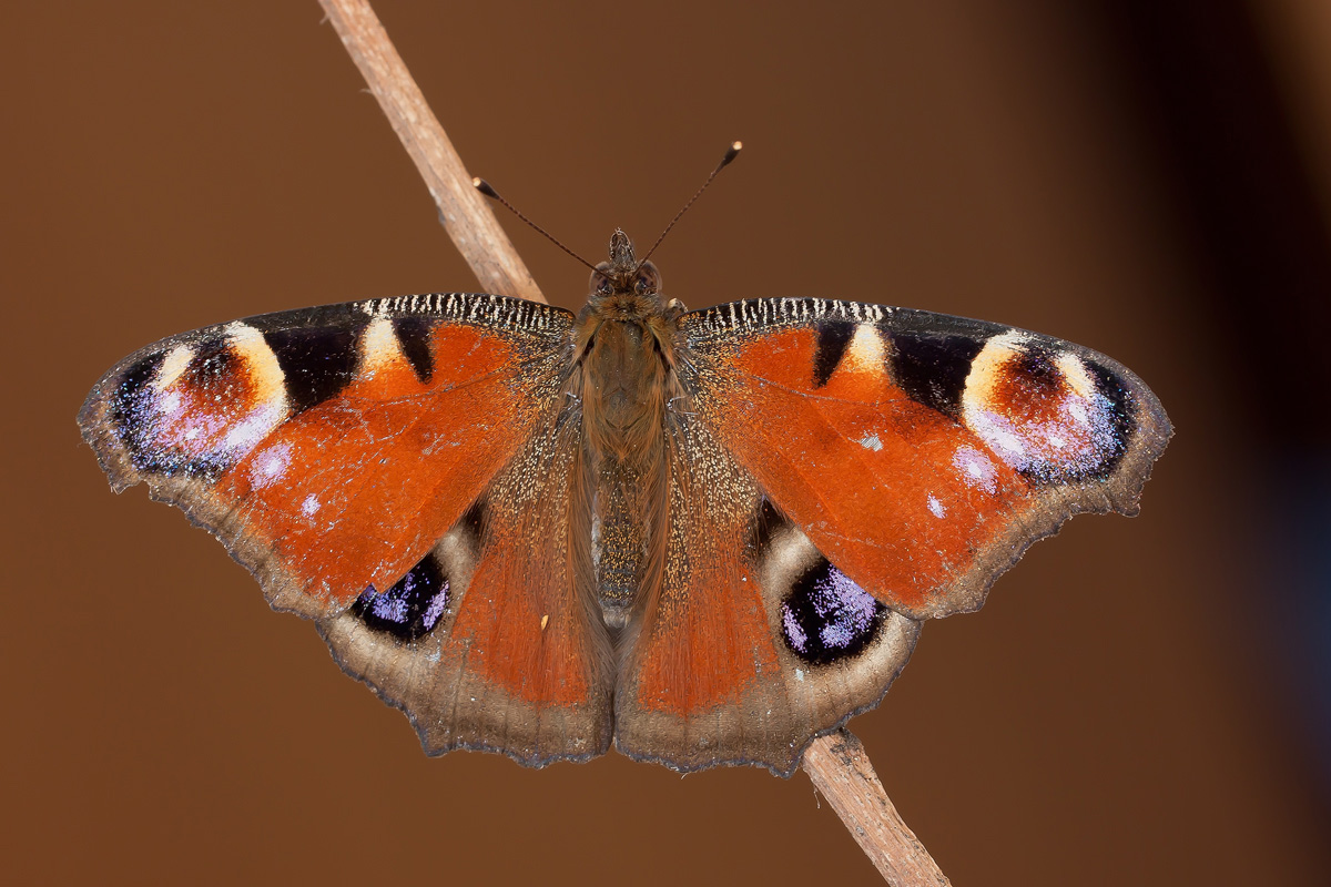 Prima macro del 2012