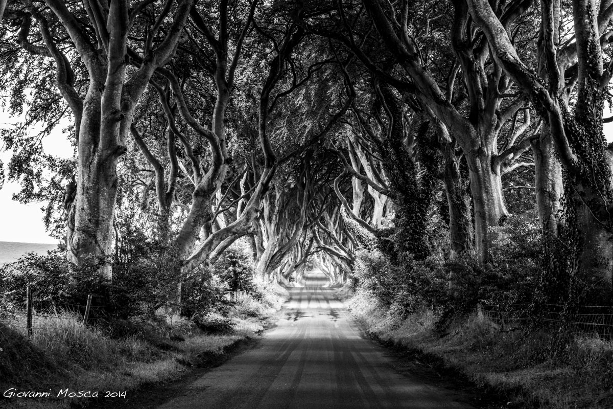 Dark Hedges