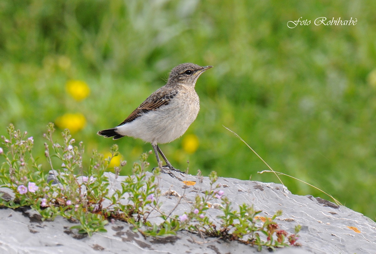 Culbianco in fiore.....juv...