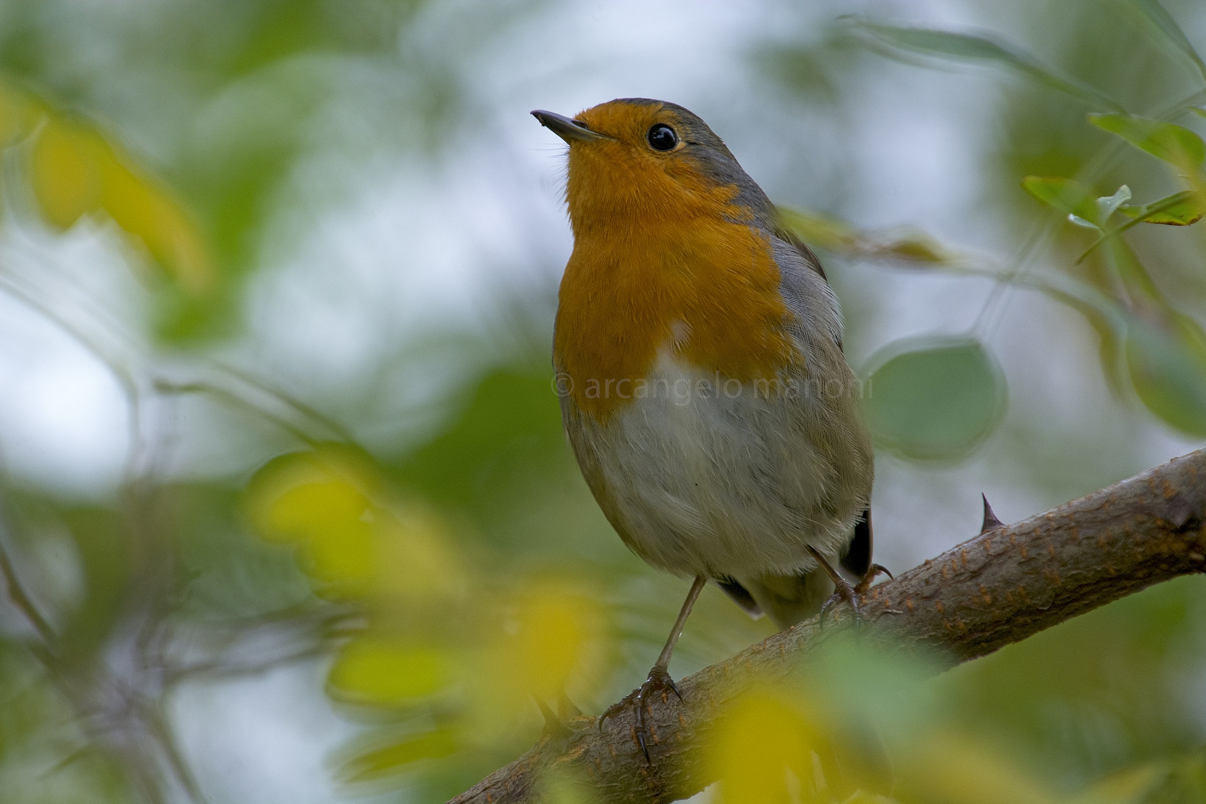 Pettirosso:autunno e poesia