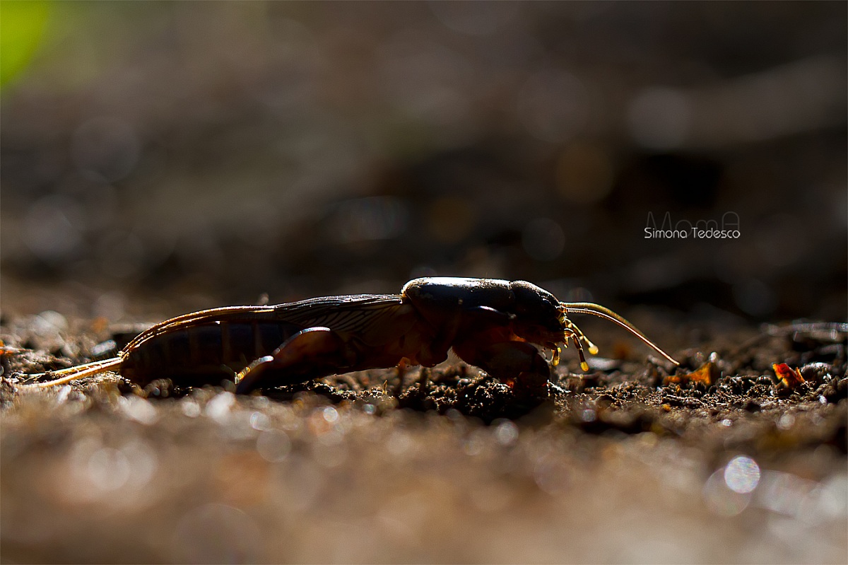 Mole cricket
