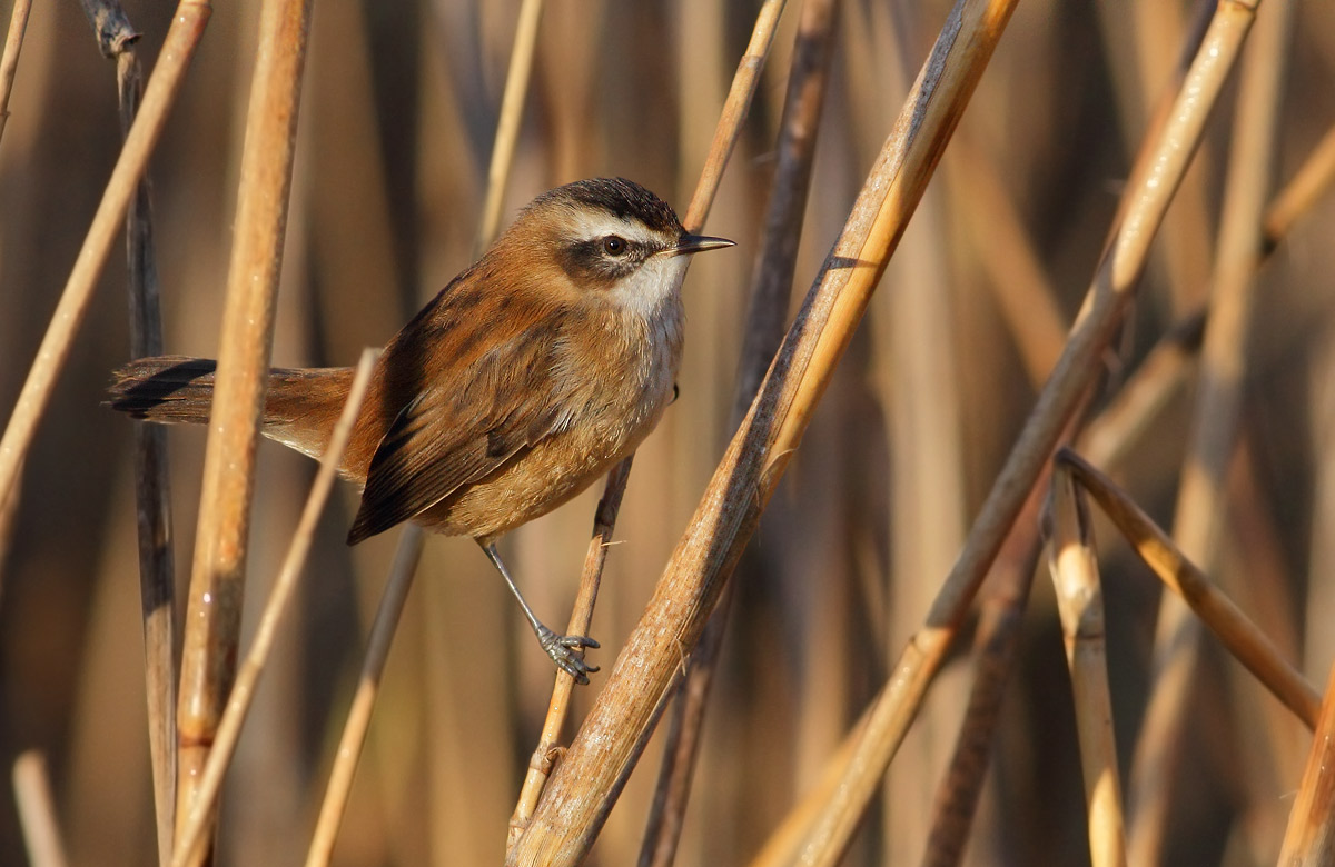 Moustached Warbler