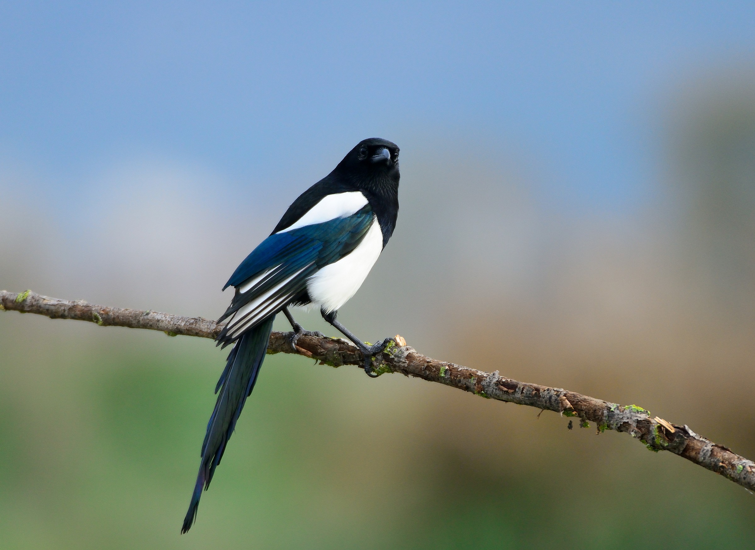 magpie