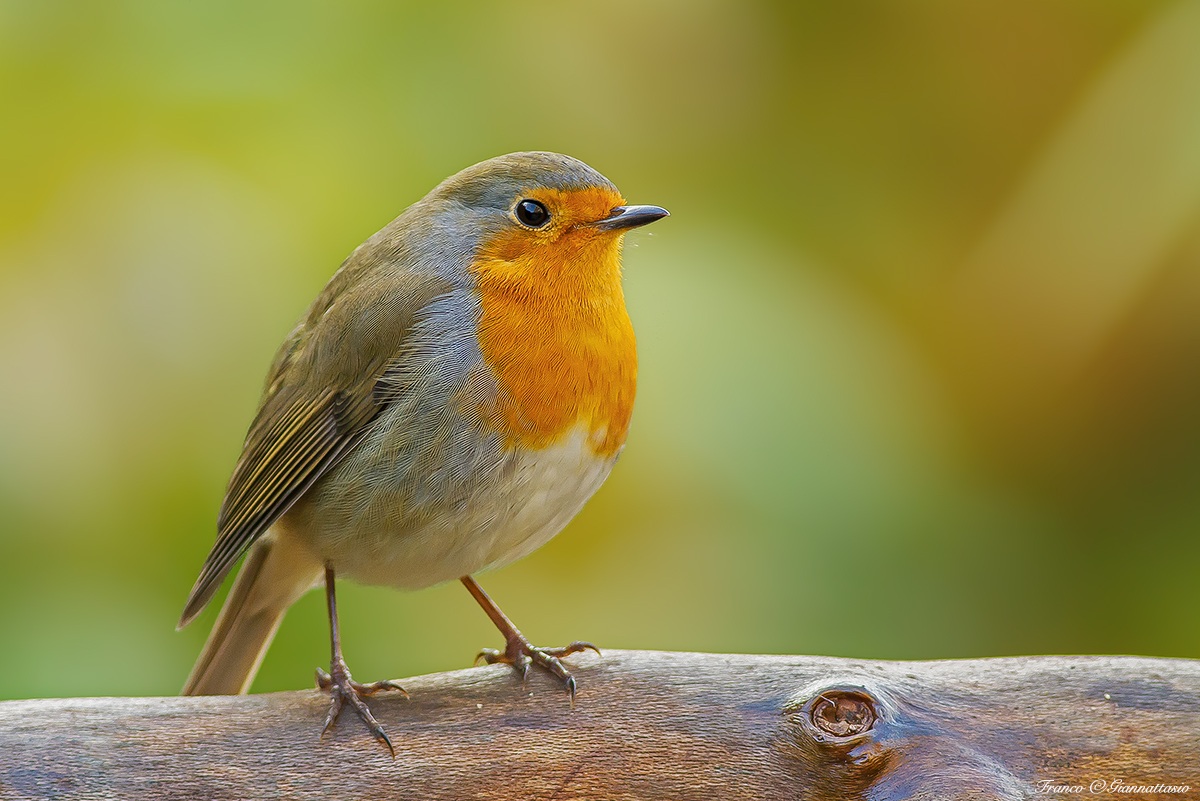 Robin.