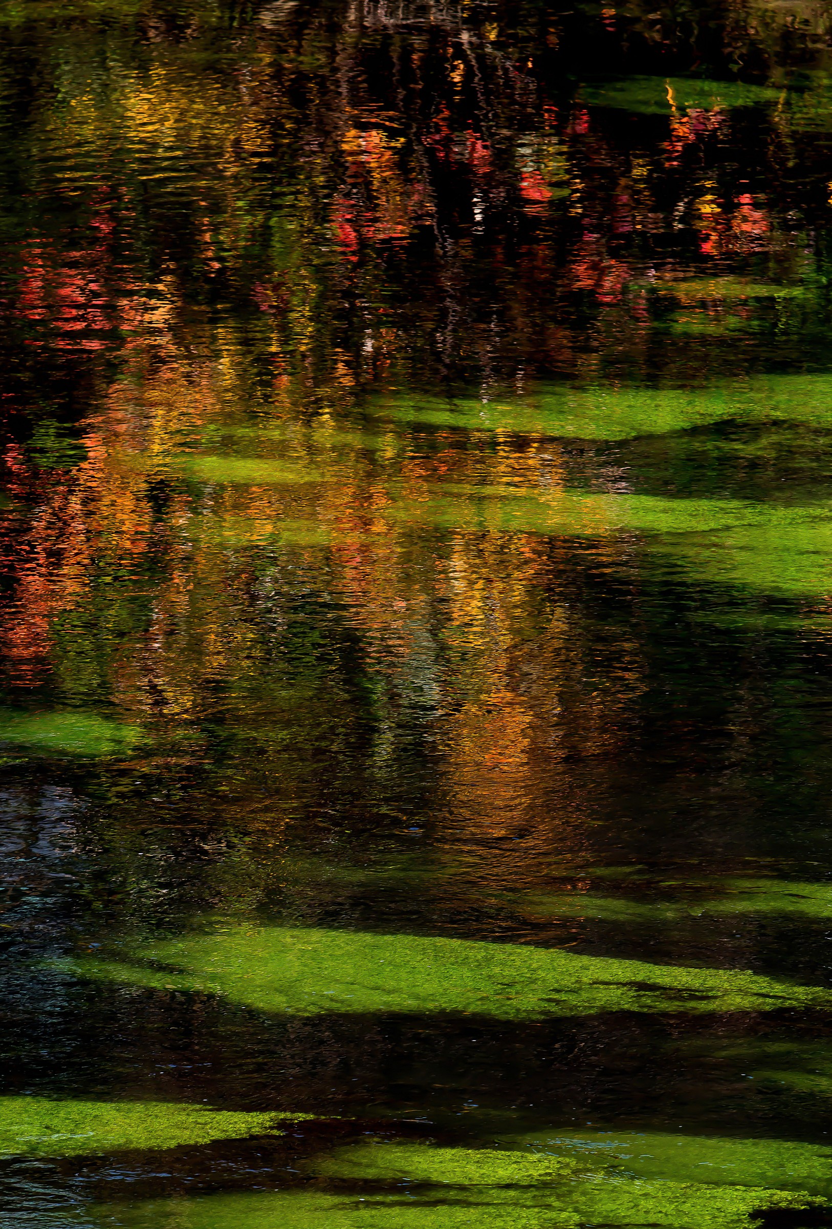 pennellate autunnali.....................