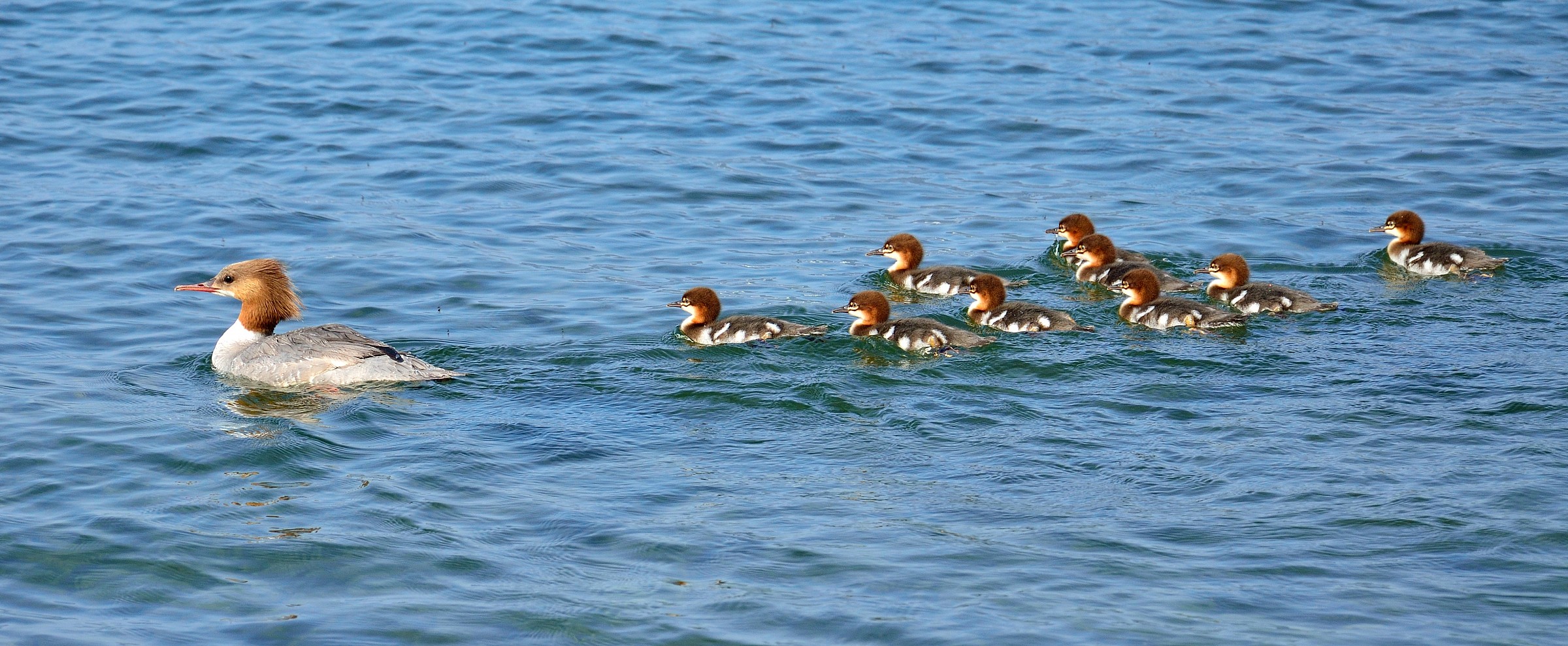 Famiglia smergo in viaggio