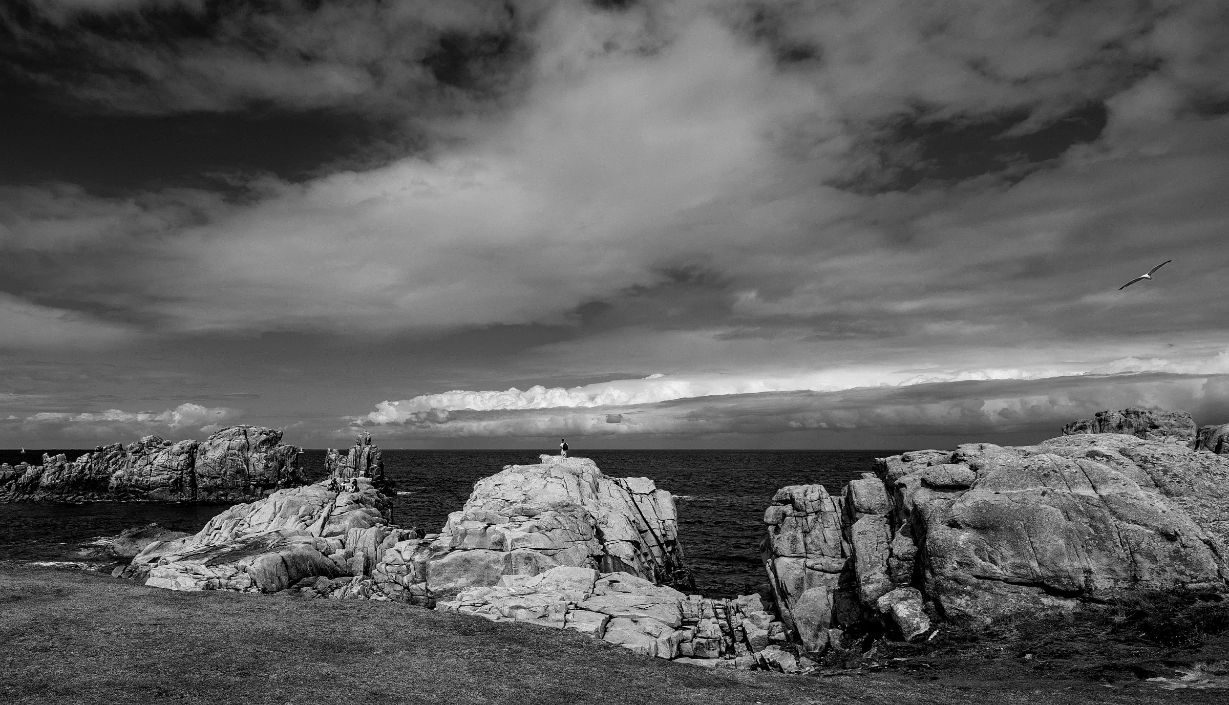 the seagull................