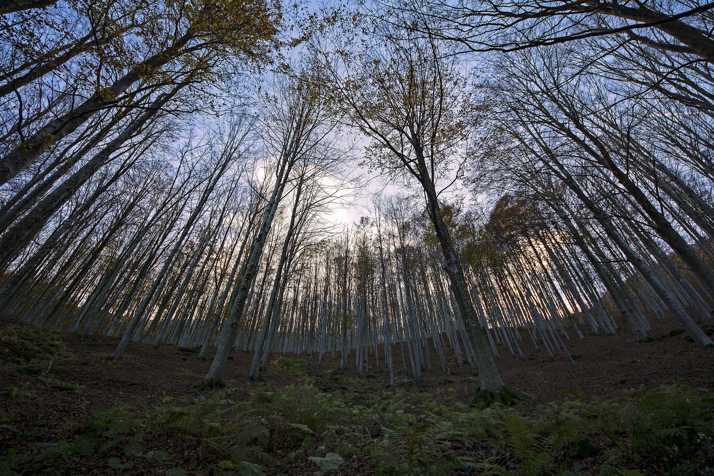 Convergenze a Pian di Novello