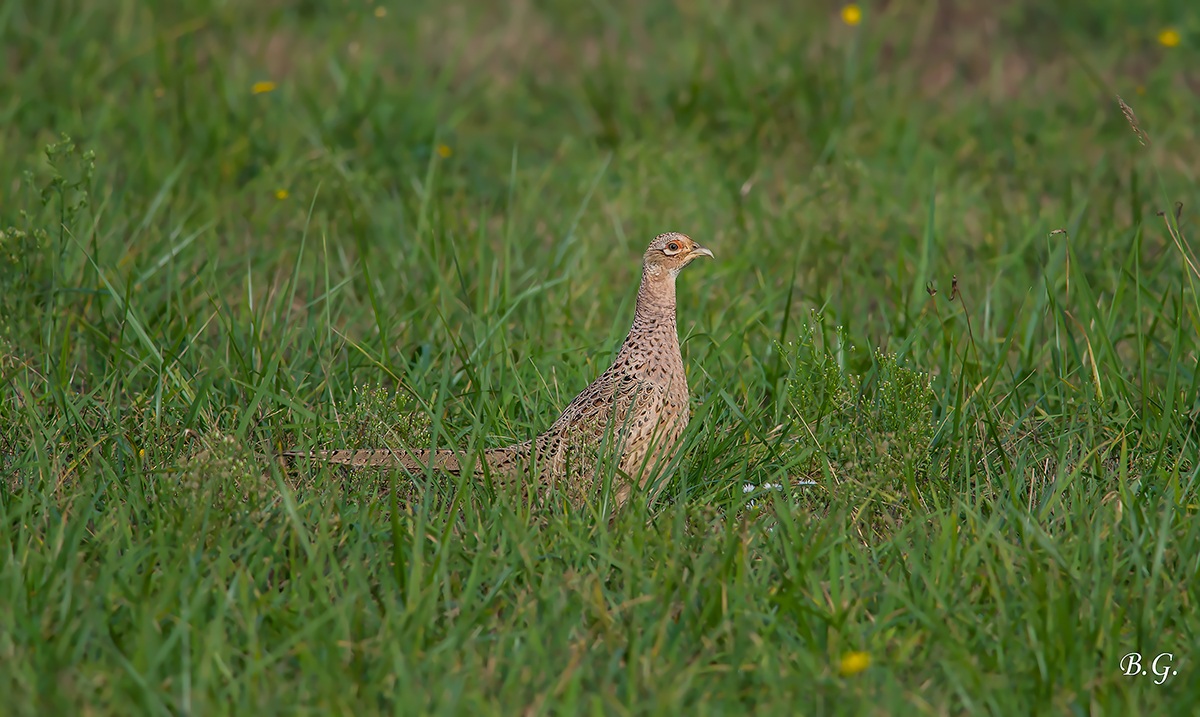 Scappo sono nel tuo mirino..