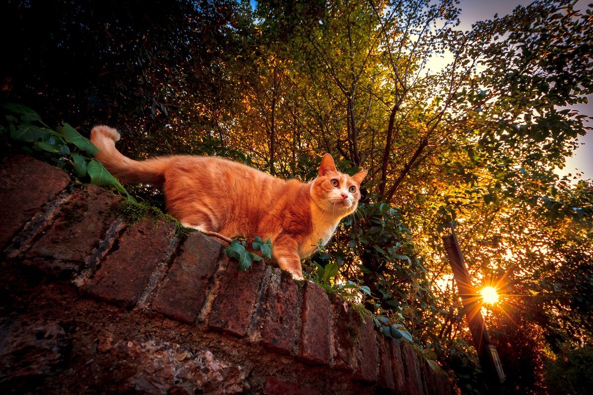 Beautiful beautiful orange cat