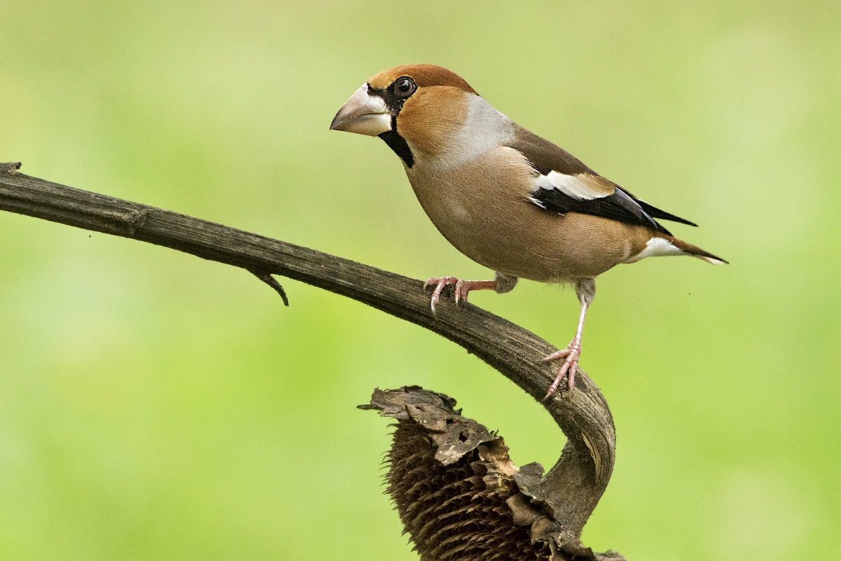 Grosbeak Male