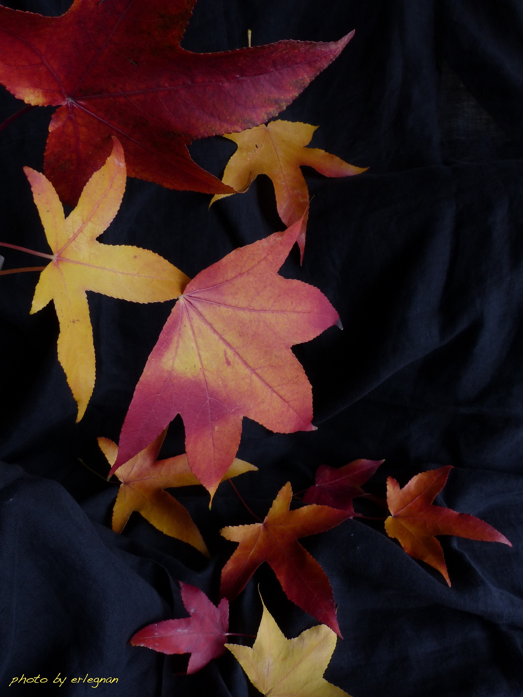 Foglie su fondo nero