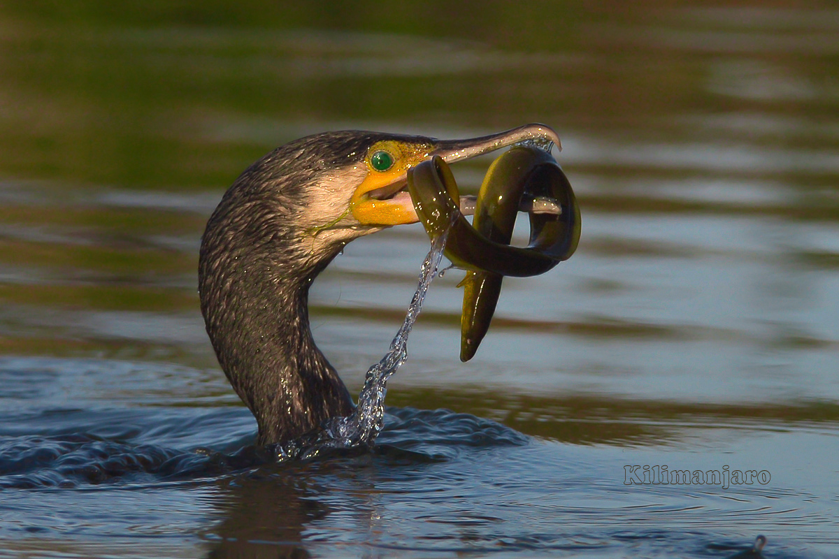 Cormorant with eel
