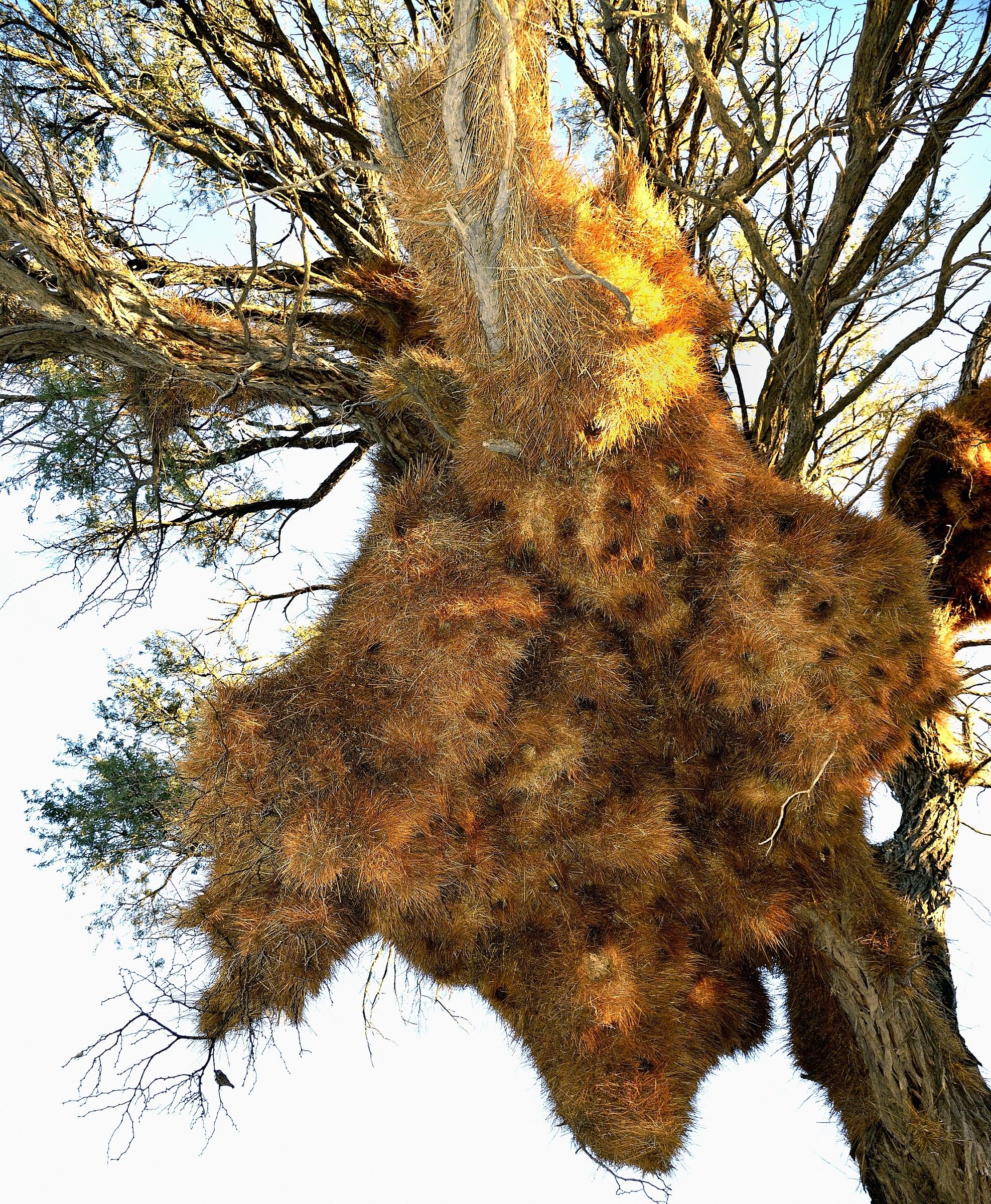 Deserto del Namib - Nido del Tessitore sociale