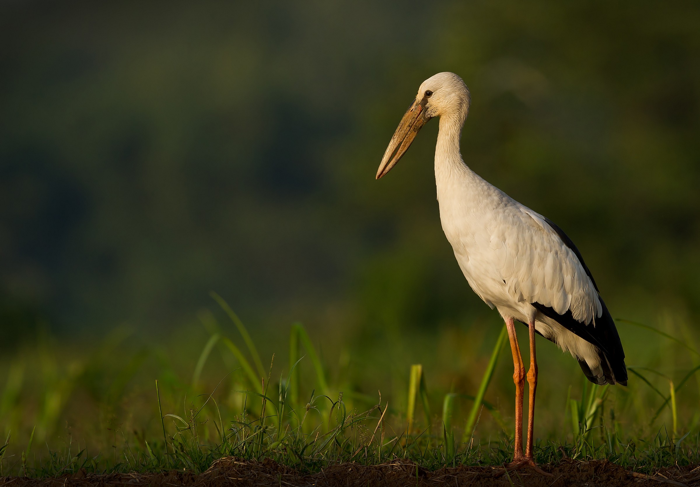 Asian Openbill