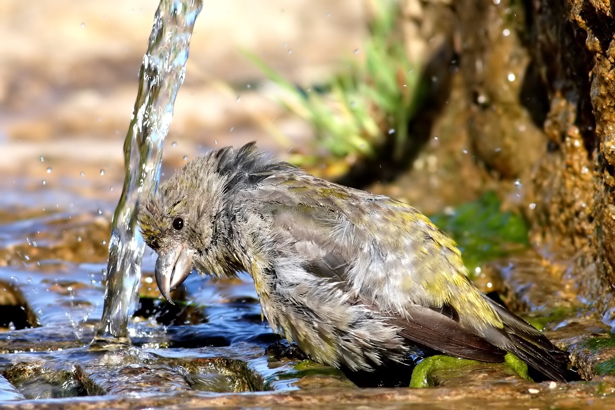 I almost do a shampoo