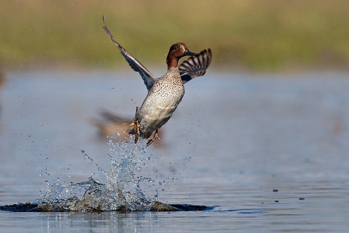 Teal - fledging