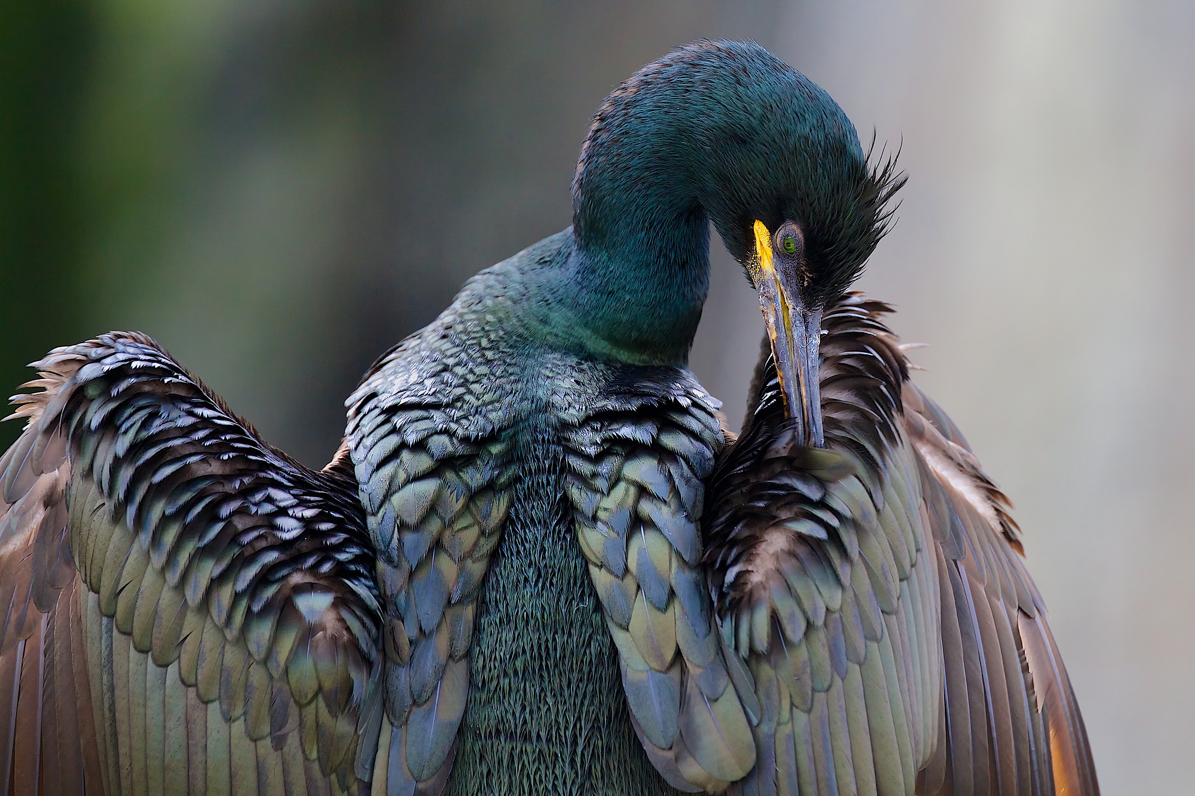 Phalacrocorax aristotelis