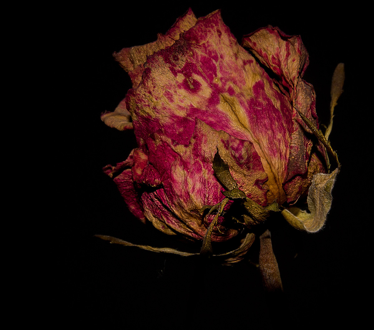 una rosa.... sempre e comunque affascinante