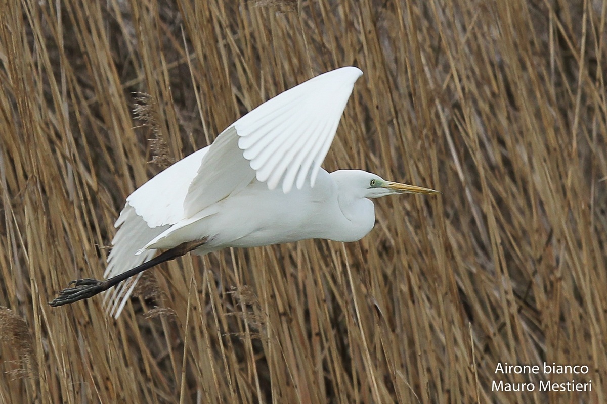 great white heron