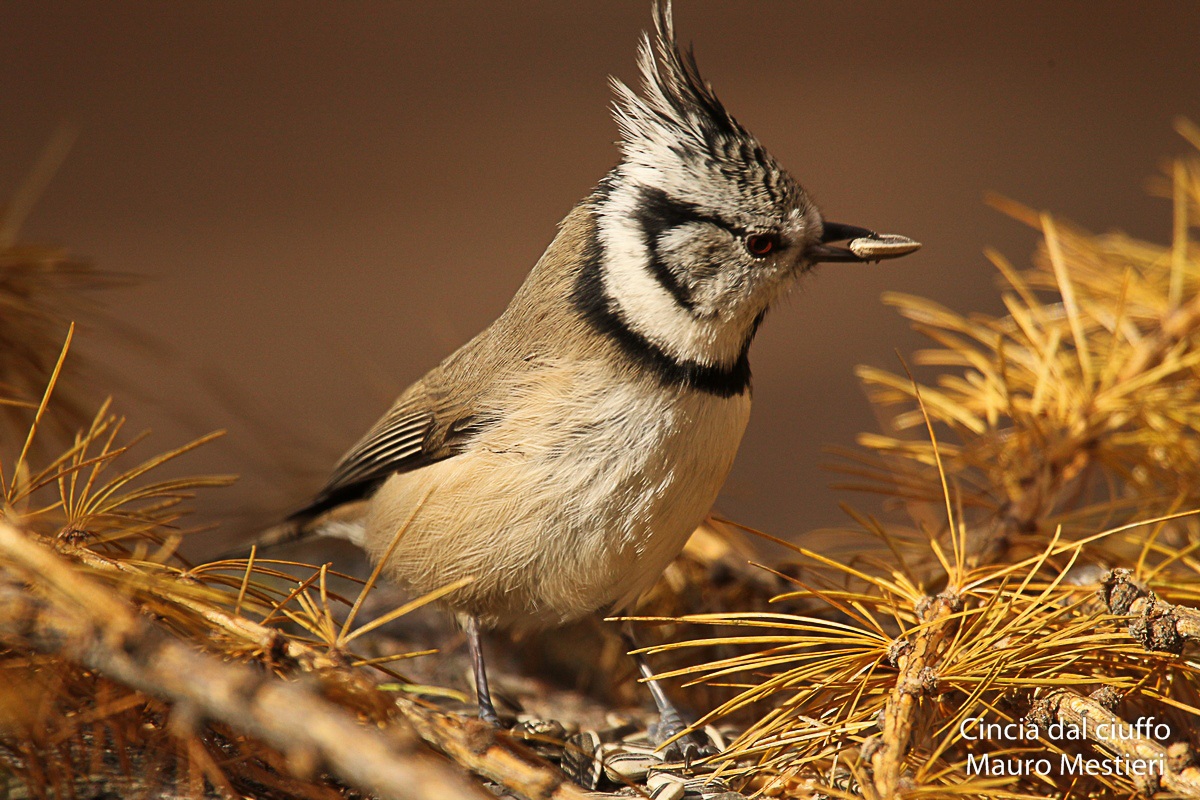 crested tit