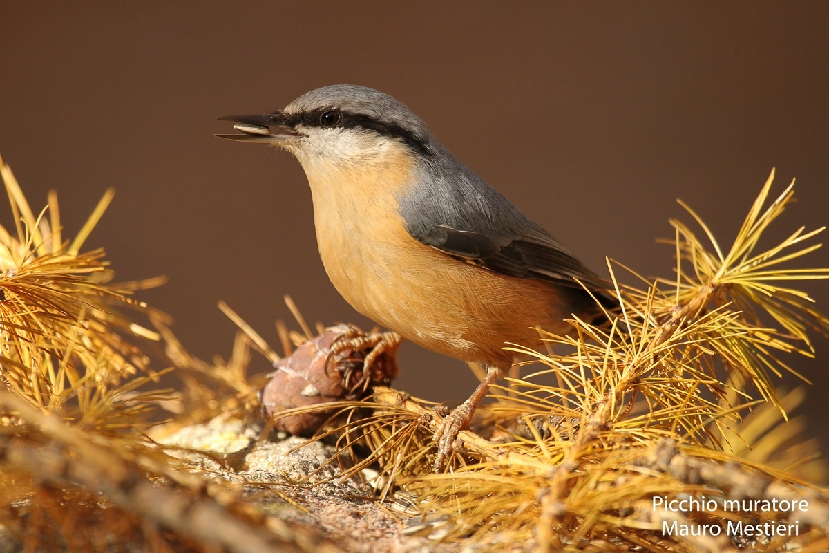 Nuthatch
