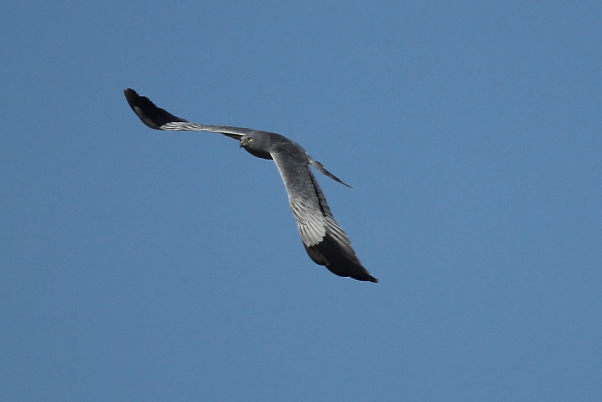 Montagu's Harrier