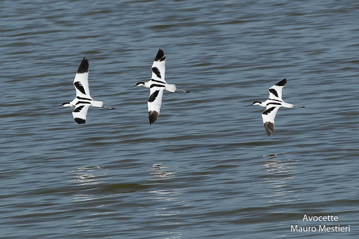avocets