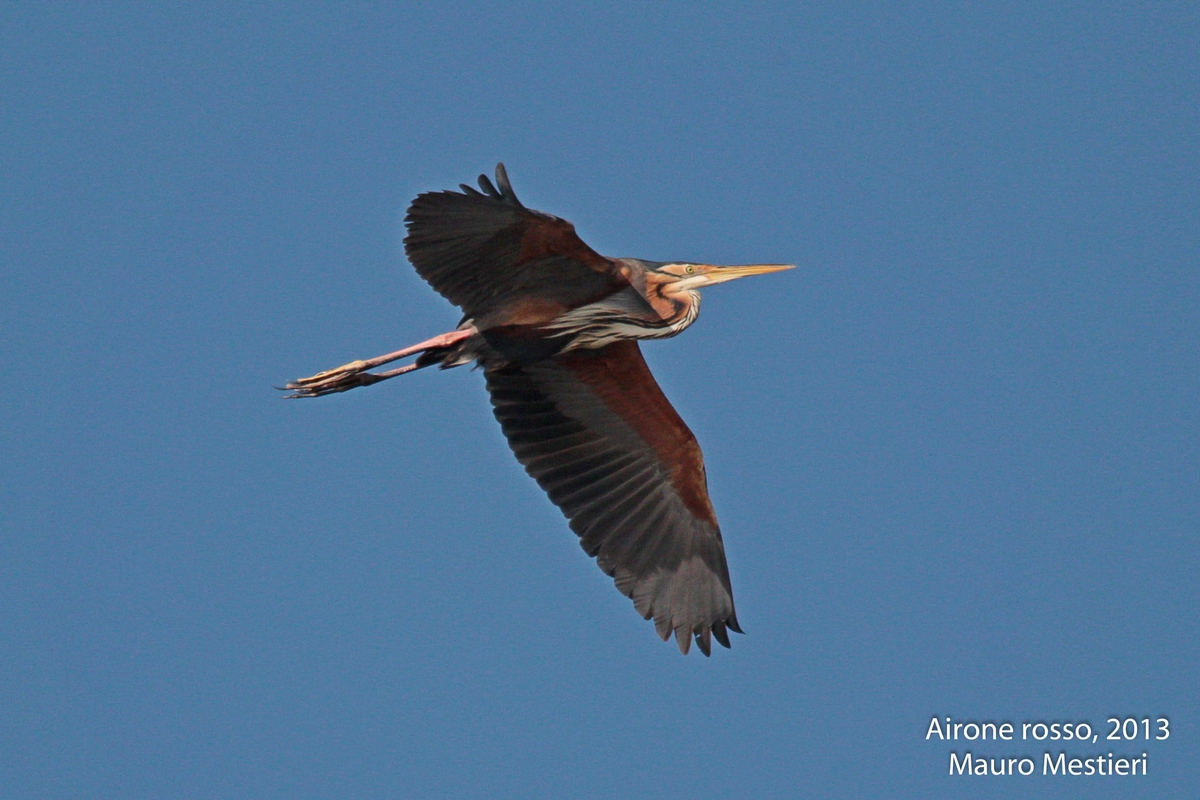 purple heron