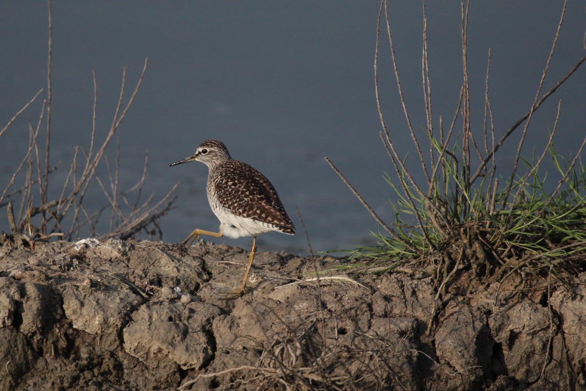 sandpiper boschereccio