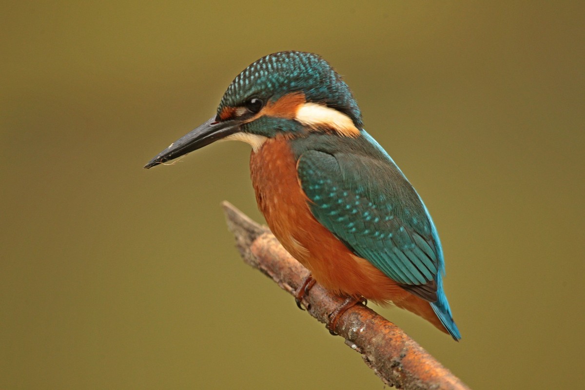 kingfisher