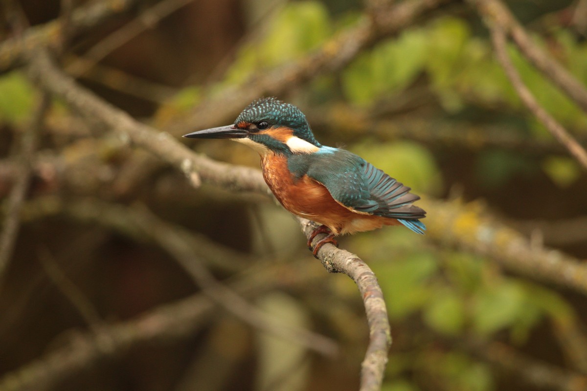 kingfisher