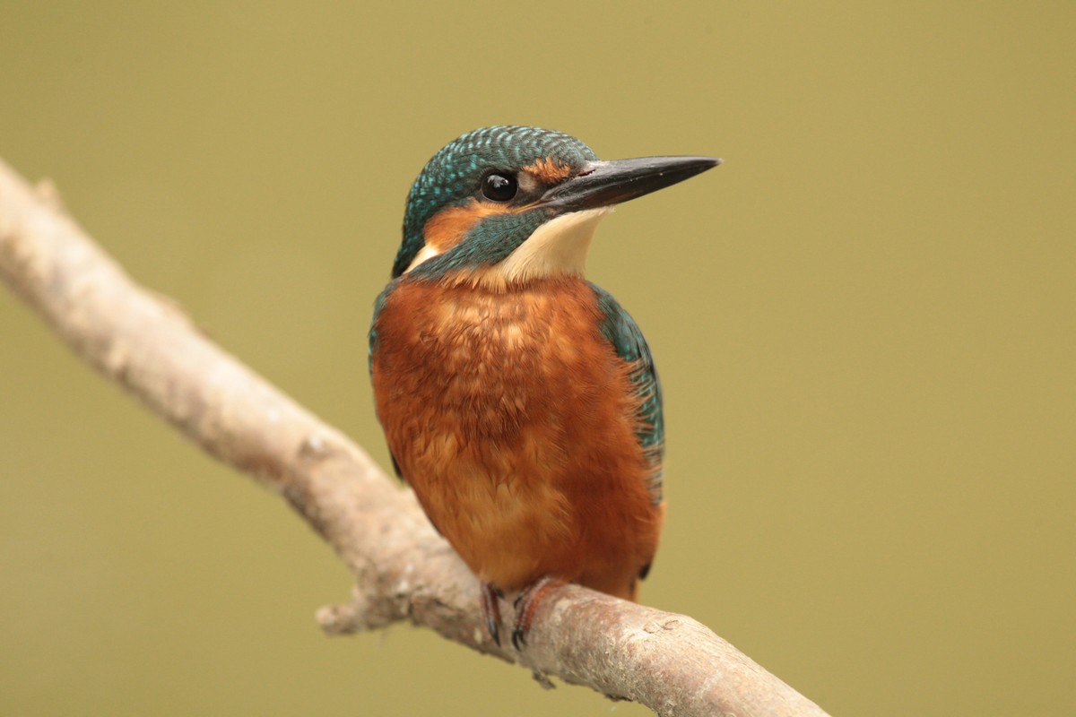 kingfisher