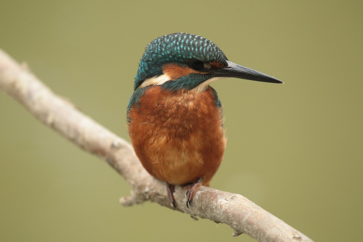 kingfisher