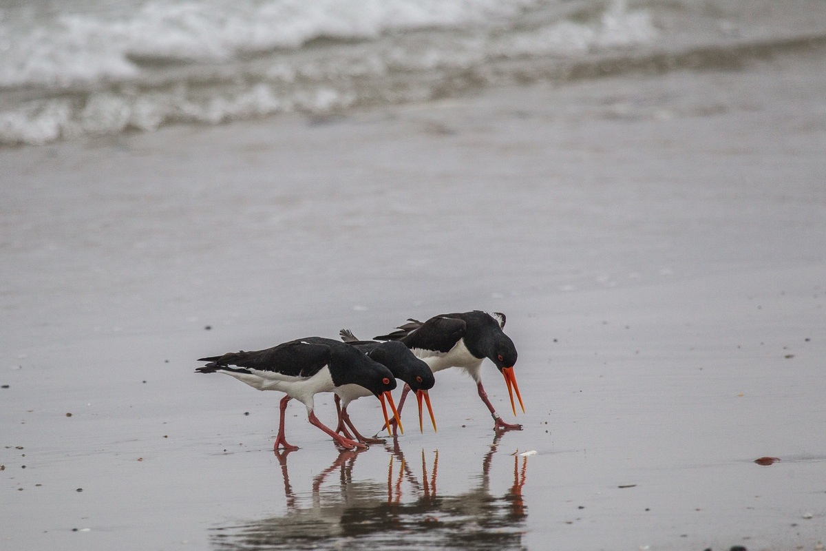 trio of oystercatchers