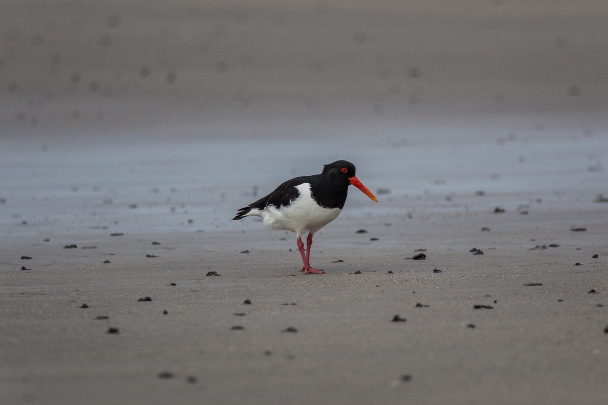 oystercatcher
