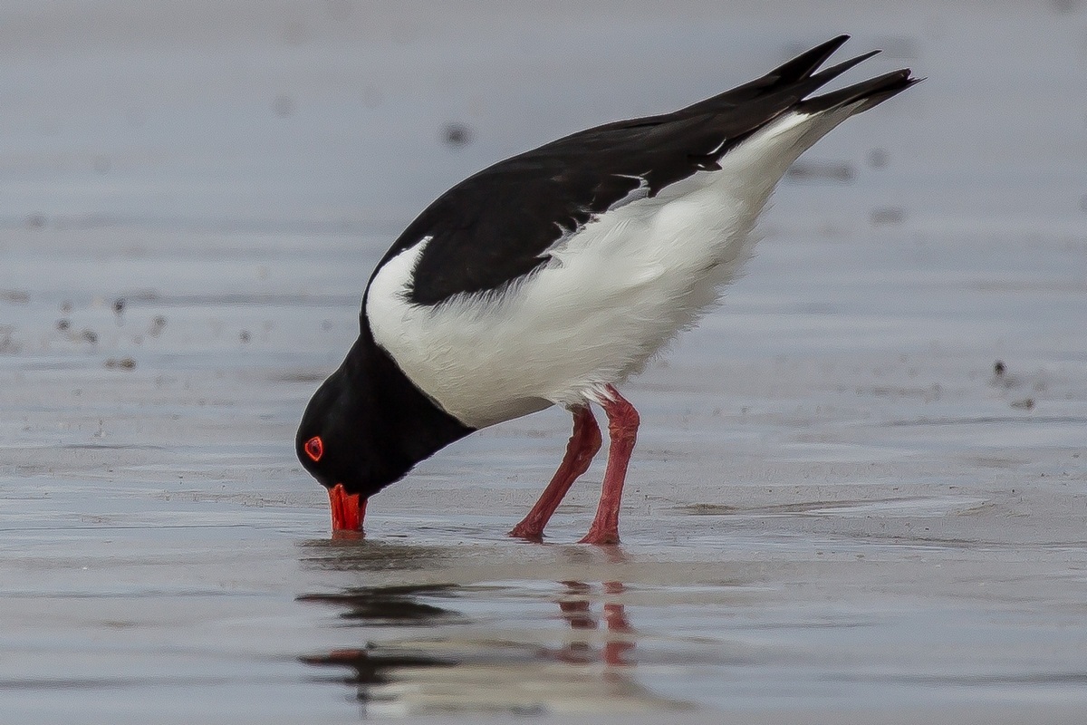 woodcock (sea) hunting!