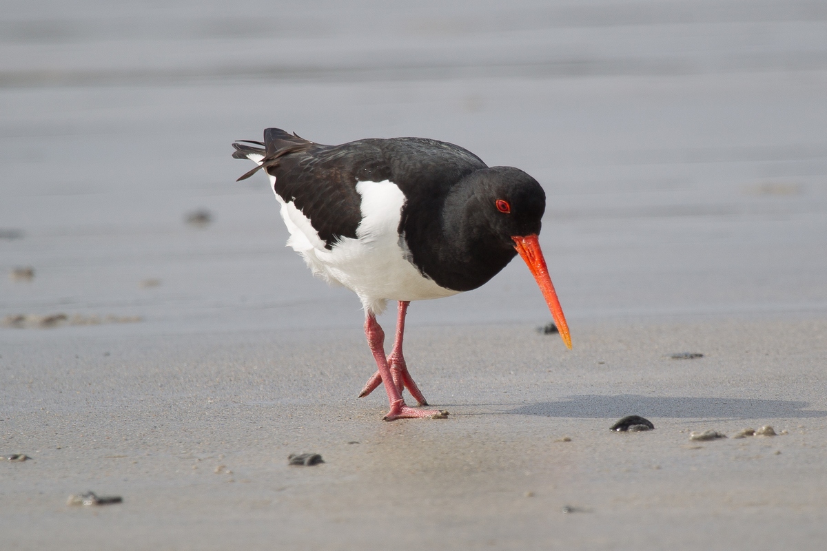 oystercatcher