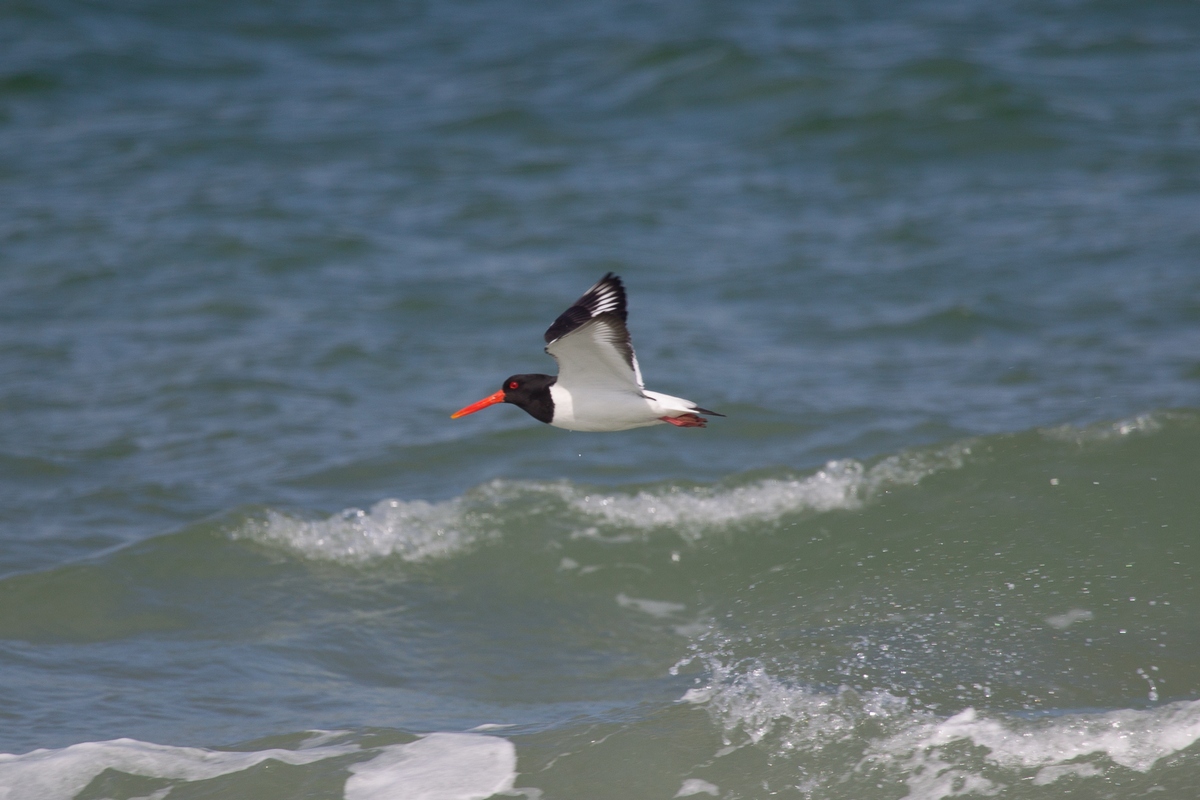 Oystercatcher in flight
