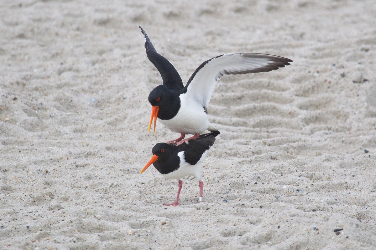 oystercatchers ... pecks in the act!