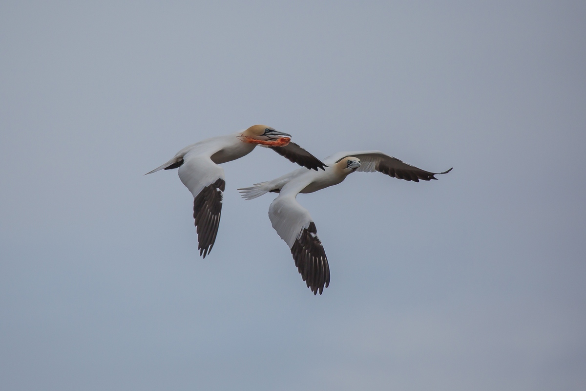gannets preparing the nest