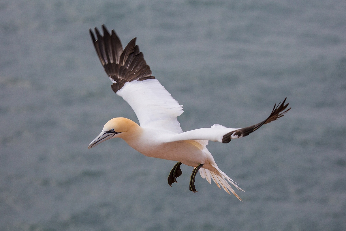 gannet in flight